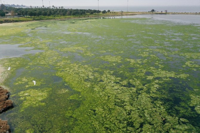 Deniz yosunu, yeniden yayılıyor