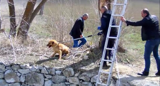 İki gündür kuyuda can çekişti, imdadına itfaiye yetişti