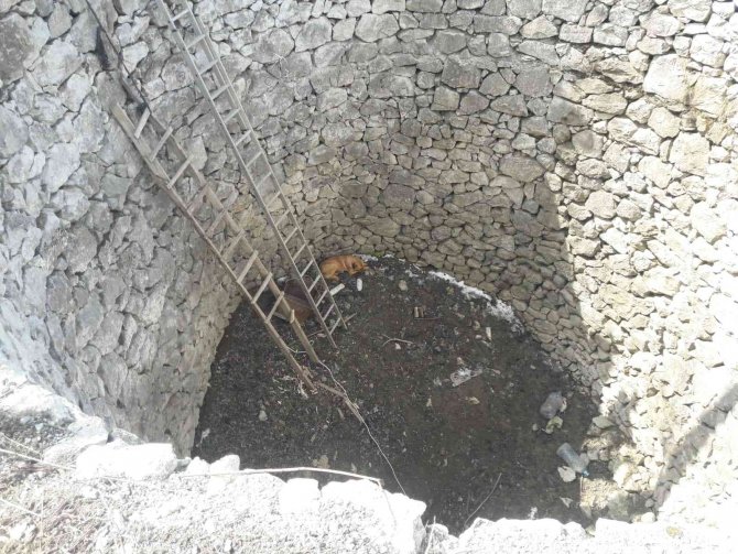 İki gündür kuyuda can çekişti, imdadına itfaiye yetişti