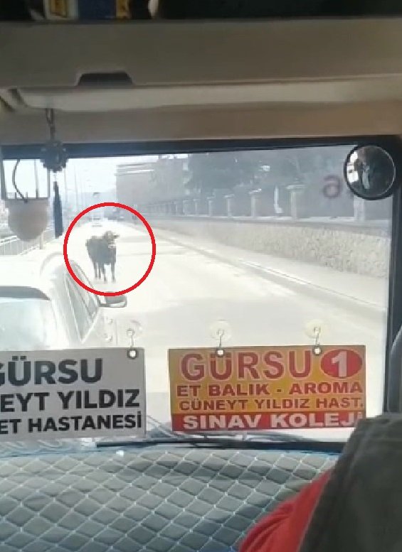 Kaçan boğa ortalığı birbirine kattı