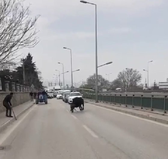 Kaçan boğa ortalığı birbirine kattı