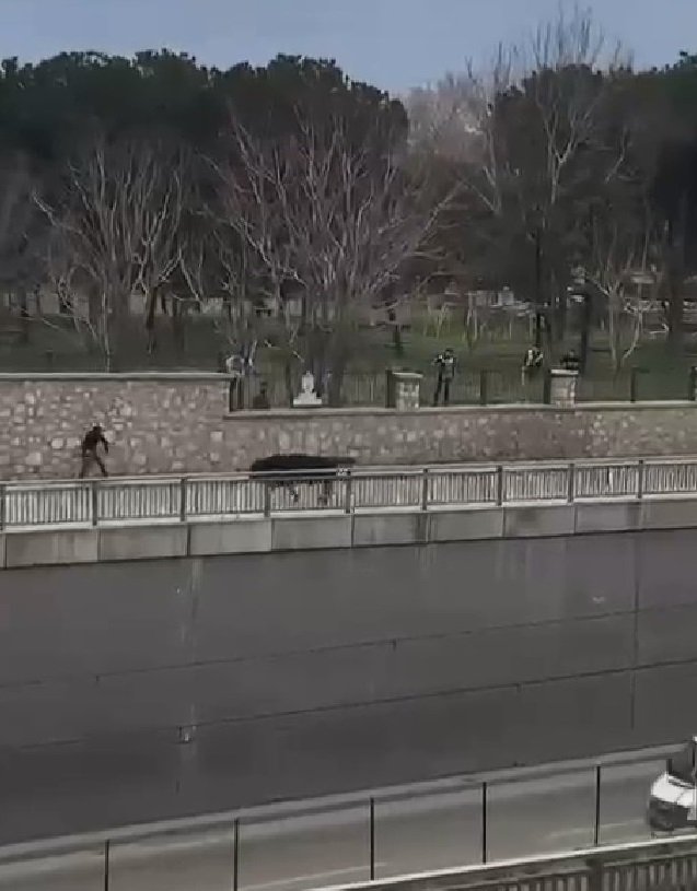 Kaçan boğa ortalığı birbirine kattı