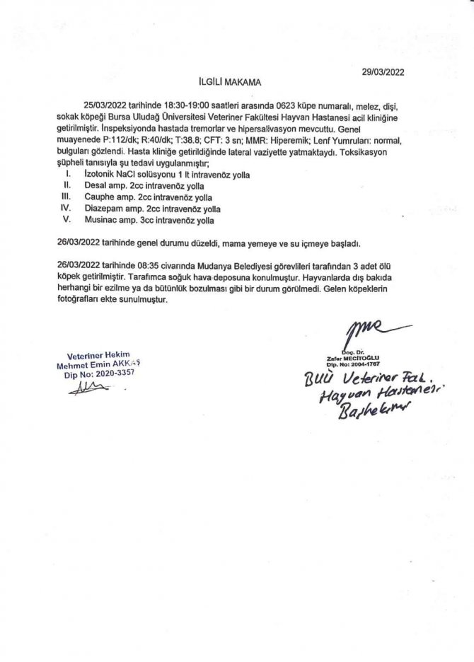 Kazanacakları tazminatı sokak hayvanları için harcayacak