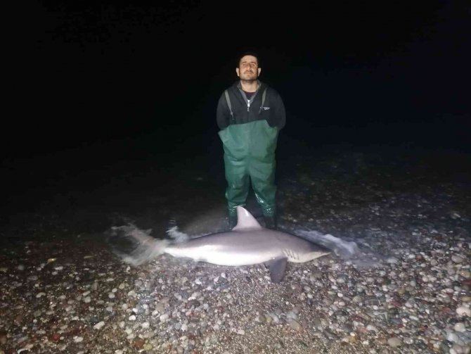 Kuzu balığı zannettiler oltayla 2 metrelik köpekbalığı çektiler