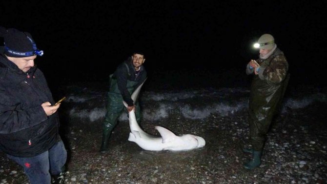 Kuzu balığı zannettiler oltayla 2 metrelik köpekbalığı çektiler