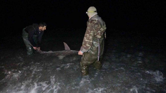 Kuzu balığı zannettiler oltayla 2 metrelik köpekbalığı çektiler