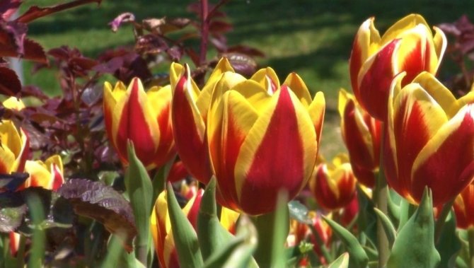 Laleleri koparan kadın kameralara yakalandı