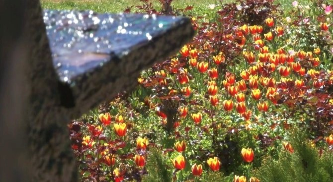 Laleleri koparan kadın kameralara yakalandı