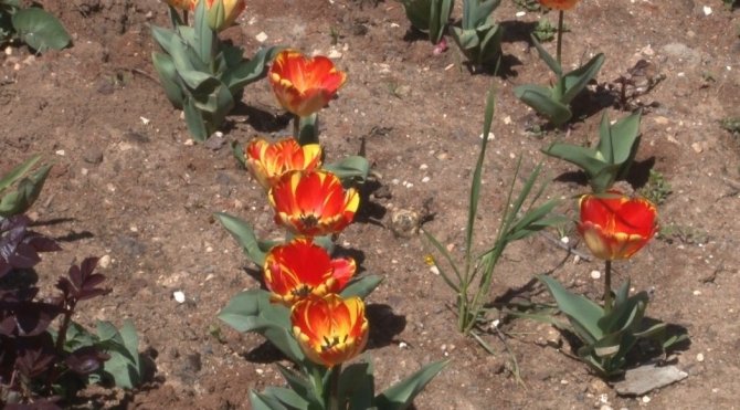 Laleleri koparan kadın kameralara yakalandı