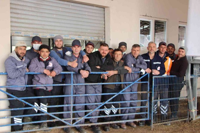 Merinos ırkı koç 12 bin 500 liradan satıldı