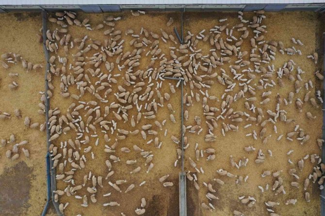 Yüzlerce koyun arasında annelerini kokularından tanıdılar