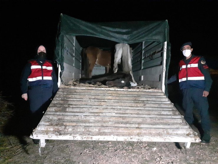 At ve eşek kesen 5 kişi suçüstü yakalandı