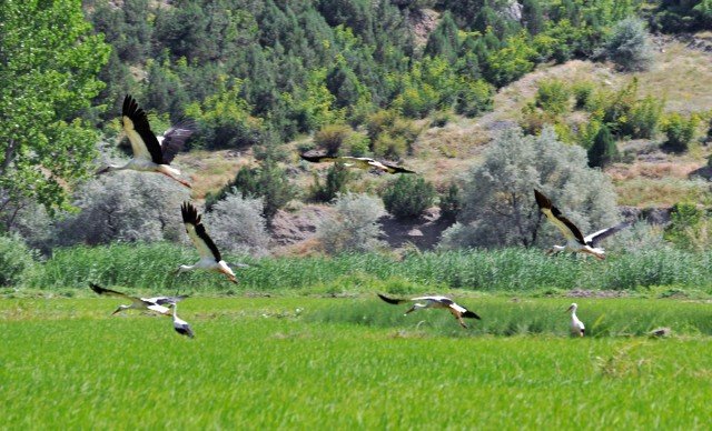 Baharın müjdecisi leylekler Kargı’ya gelmeye başladı