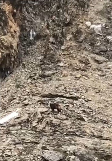 Çengel boynuzlu dağ keçileri görüntülendi
