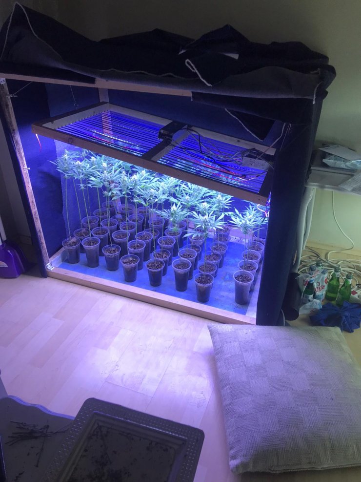 Evde özel düzenekle Hint keneviri yetiştiren şüpheli tutuklandı