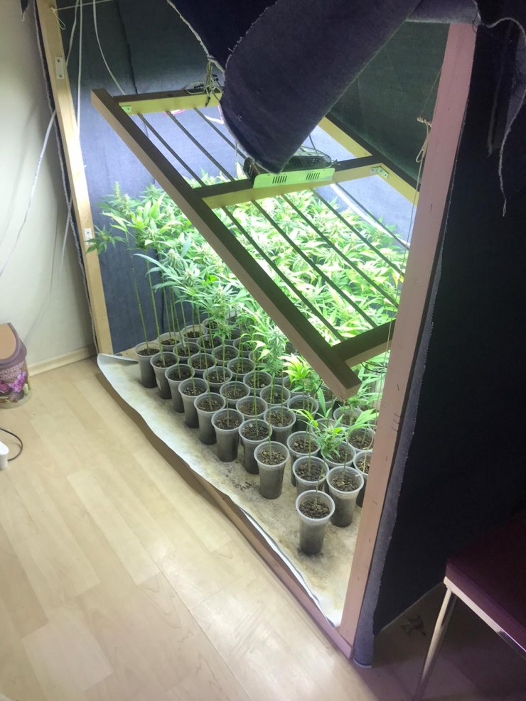 Evde özel düzenekle Hint keneviri yetiştiren şüpheli tutuklandı