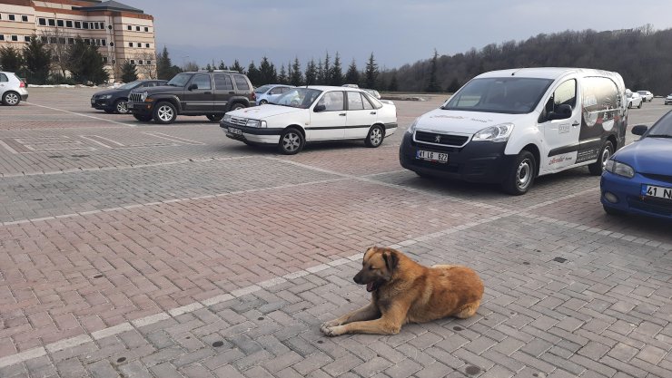 Kampüste köpek saldırısına uğradı  