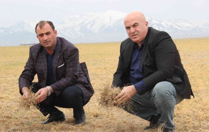 Karaman’da dondan etkilenen buğday tarlaları kurudu