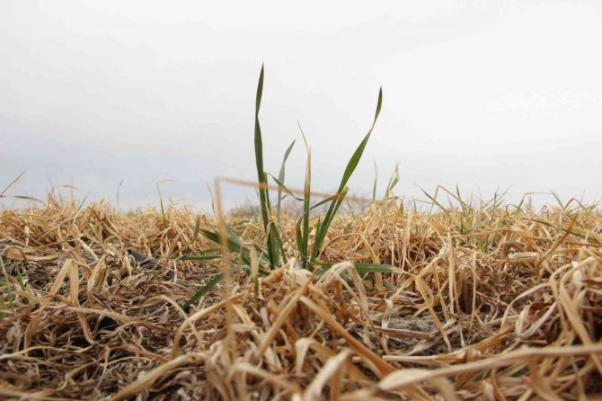Karaman’da dondan etkilenen buğday tarlaları kurudu