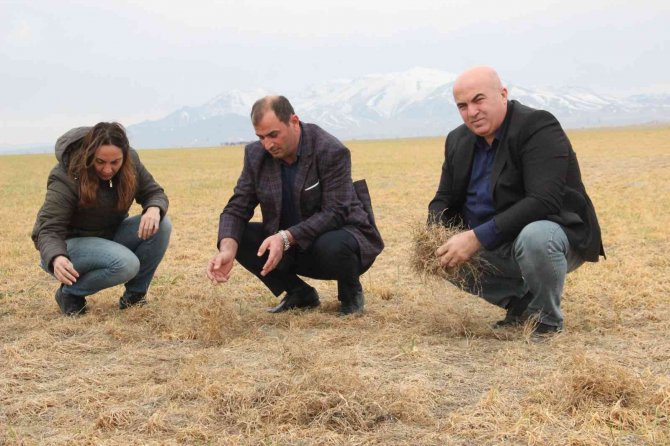 Karaman’da dondan etkilenen buğday tarlaları kurudu