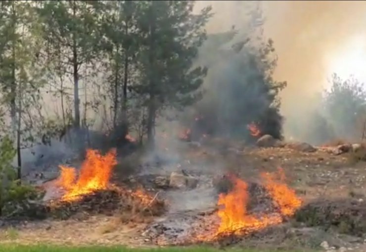 Orman yangını büyümeden söndürüldü