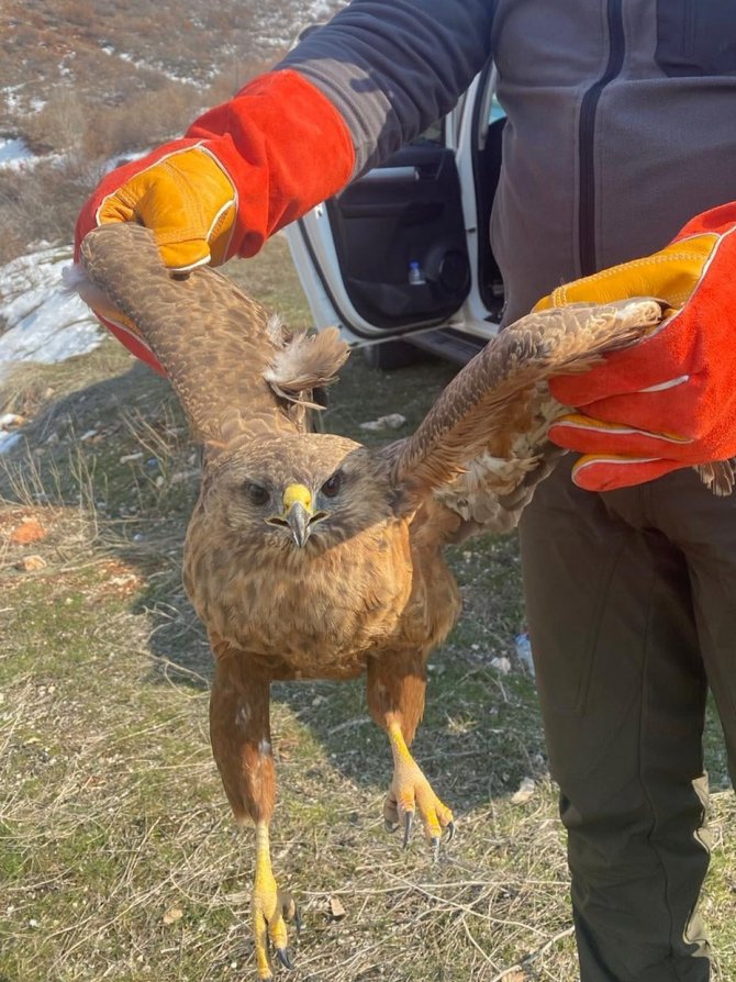 Tedavisi tamamlanan kızıl şahin doğaya bırakıldı