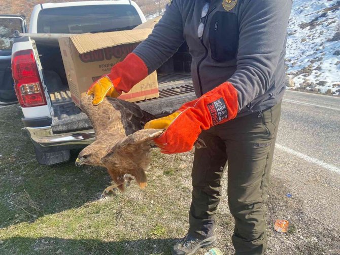 Tedavisi tamamlanan kızıl şahin doğaya bırakıldı