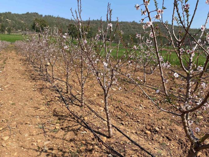 Türkiye’de ceviz üretimi de tüketimi de arttı