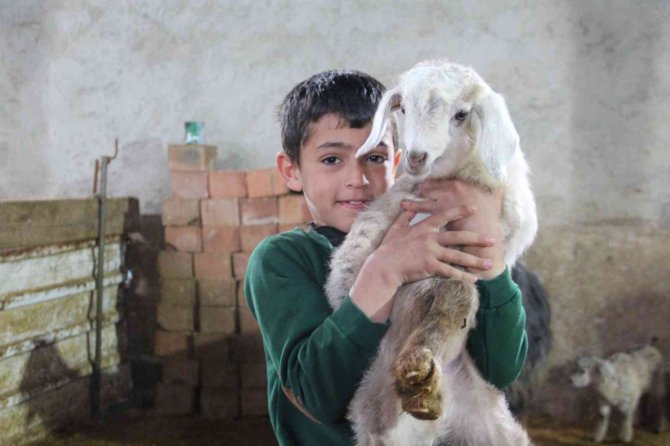 Üçüz yavrulayan keçi aileyi sevince boğdu