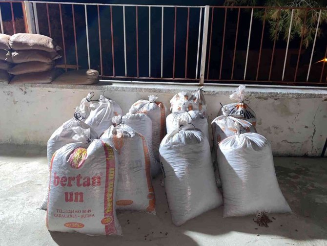 650 kilogram çam künarını çaldılar