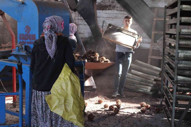 Altın değerindeki künarın zorlu yolculuğu başladı