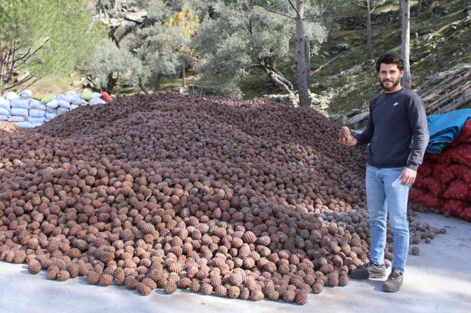 Altın değerindeki künarın zorlu yolculuğu başladı