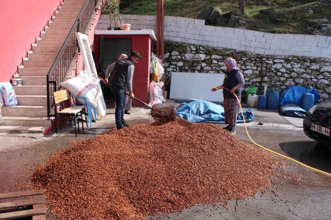 Altın değerindeki künarın zorlu yolculuğu başladı