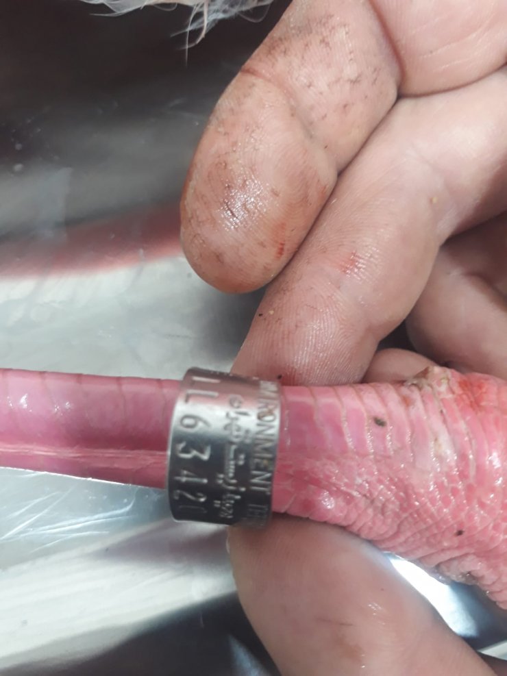 Ayağında çip bulunan flamingo Konya Hayvanat Bahçesine gönderildi!