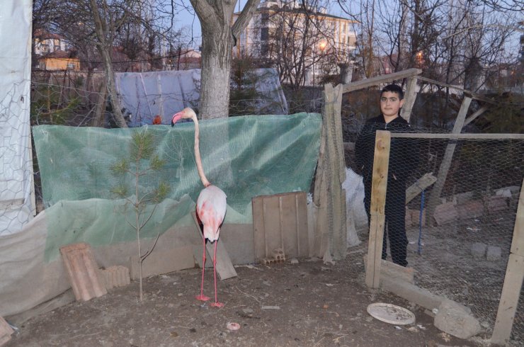 Ayağında çip bulunan flamingo Konya Hayvanat Bahçesine gönderildi!