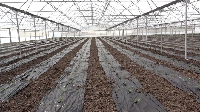 Örtü altı domates fideleri toprakla buluştu
