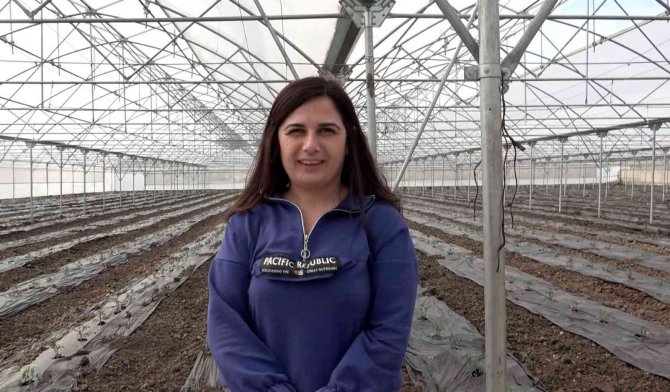 Örtü altı domates fideleri toprakla buluştu