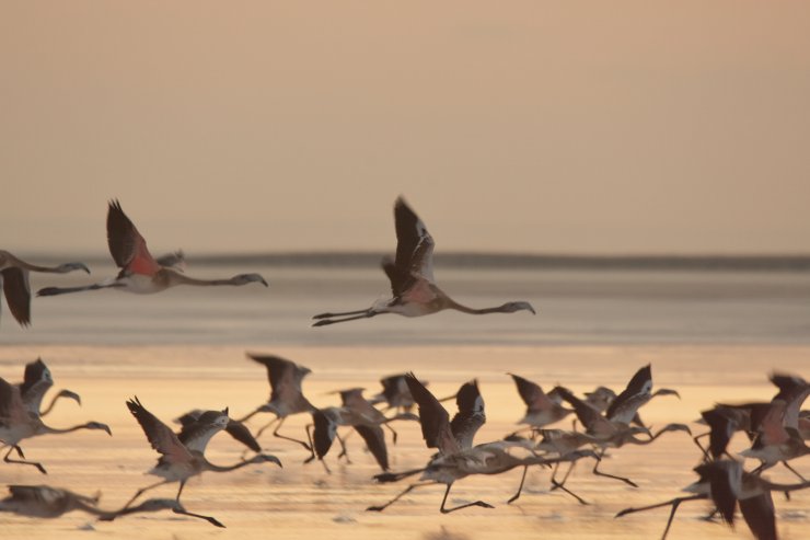 Tuz Gölü'nün misafirleri flamingolar gelmeye başladı