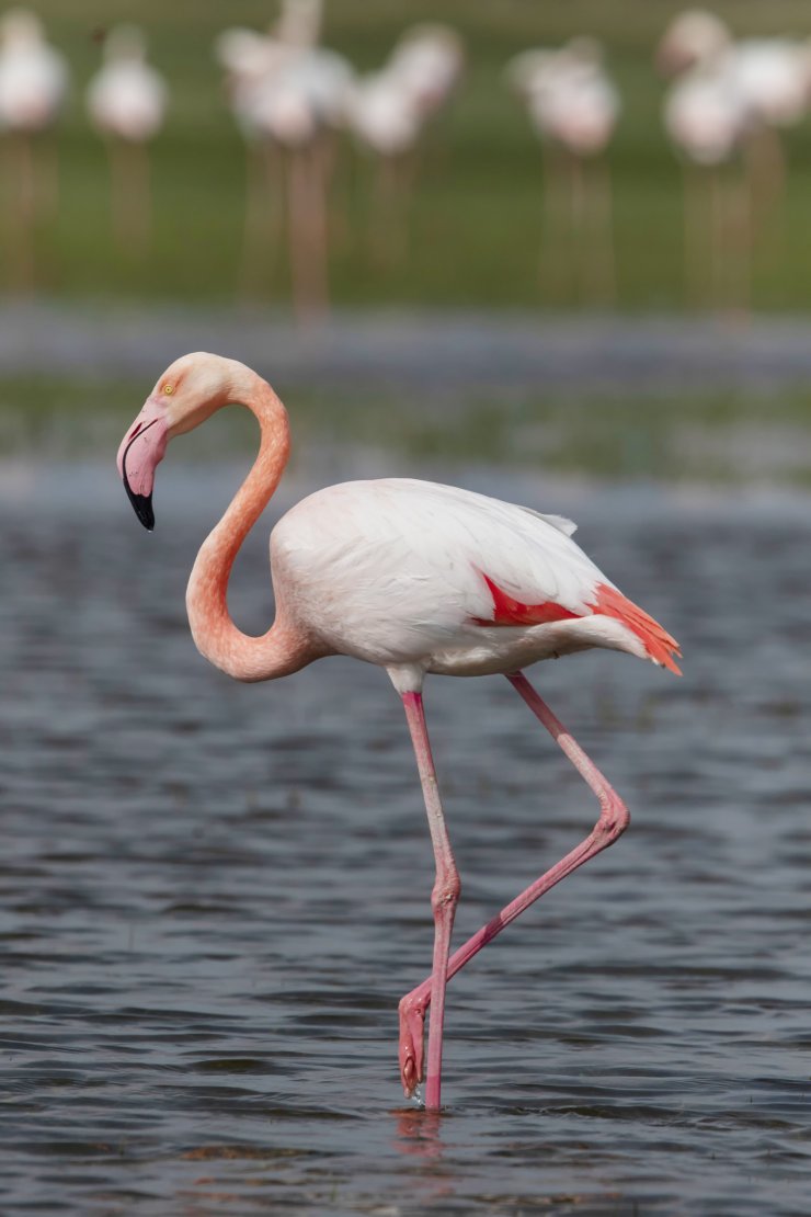 Tuz Gölü'nün misafirleri flamingolar gelmeye başladı