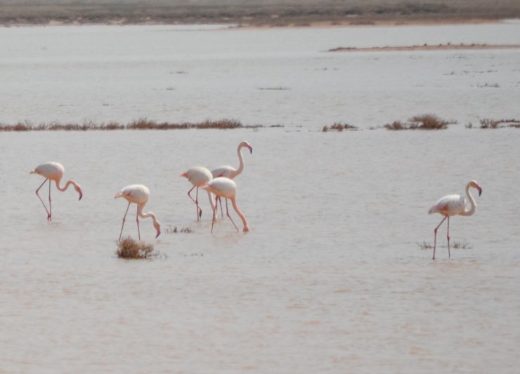 Tuz Gölü'nün misafirleri flamingolar gelmeye başladı