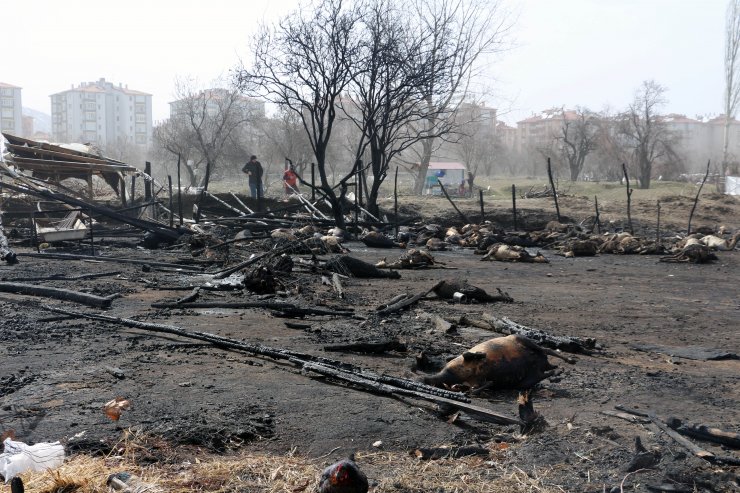 Ağılda çıkan yangında hayvanlar telef oldu