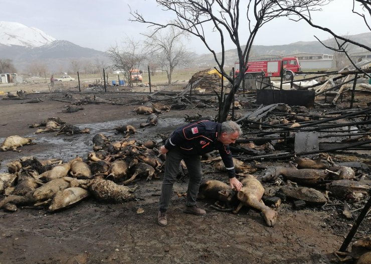 Ağılda çıkan yangında hayvanlar telef oldu