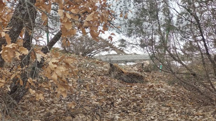 Bitkin halde bulunan vaşak, tedaviye alındı