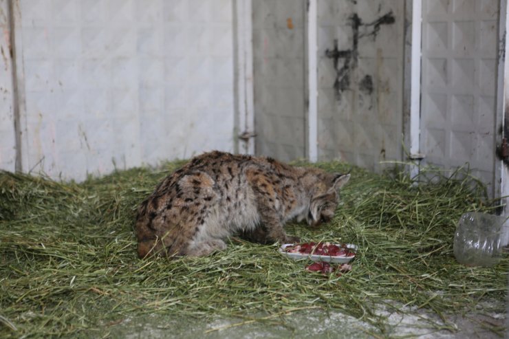 Bitkin halde bulunan vaşak, tedaviye alındı