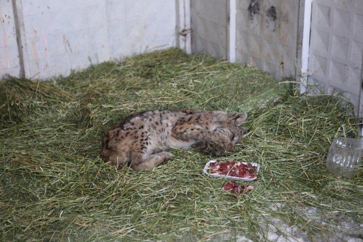 Bitkin halde bulunan vaşak, tedaviye alındı