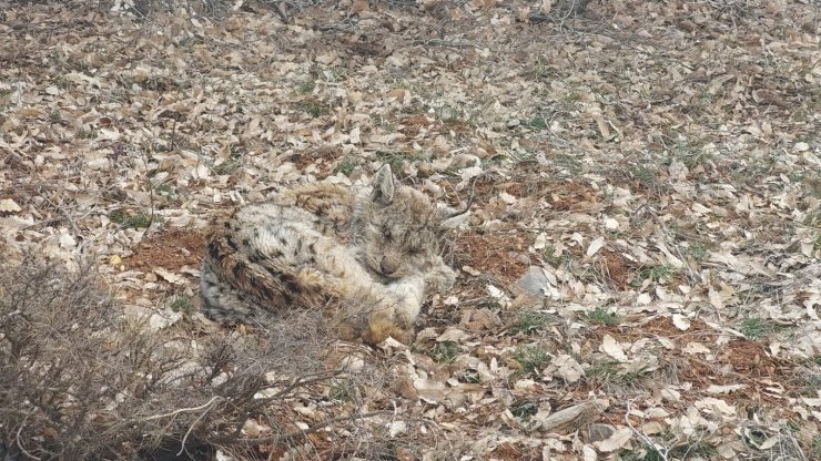 Bitkin halde bulunan vaşak, tedaviye alındı