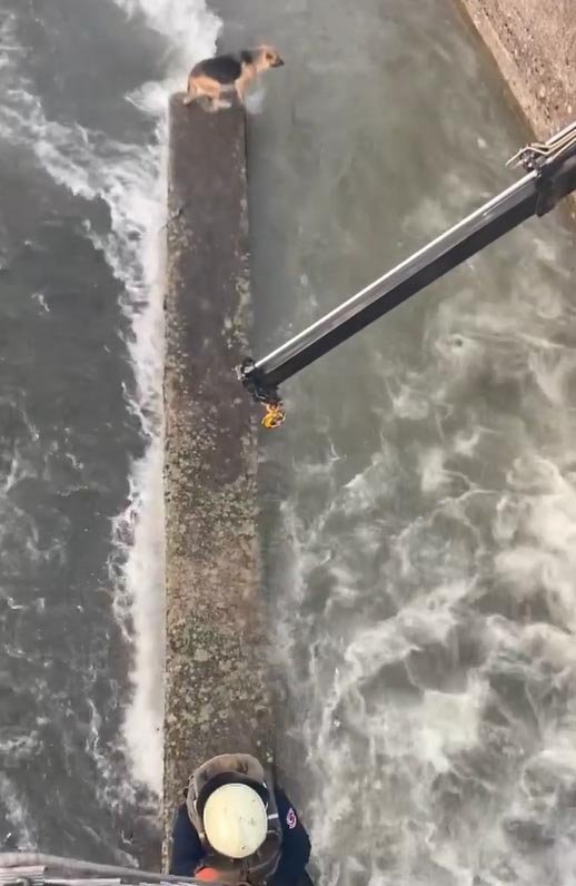 Çay yatağında mahsur kalan köpeği itfaiye kurtardı