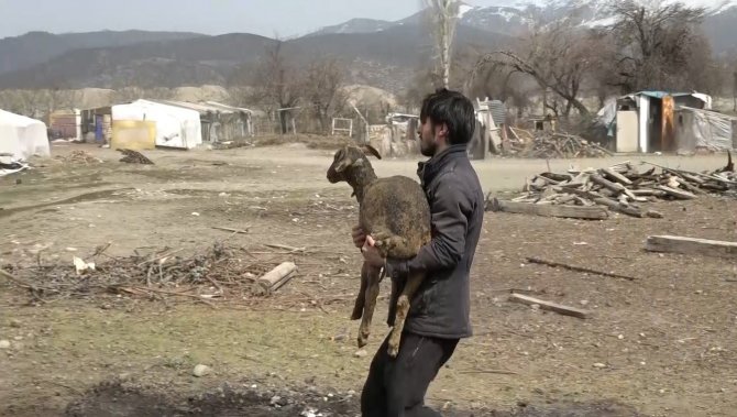 Yangında telef olan koyunlarının başında gözyaşı döktü