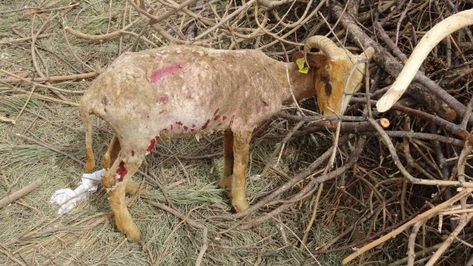 Yangında telef olan koyunlarının başında gözyaşı döktü