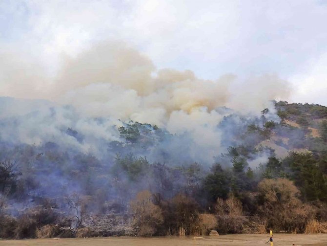 Anız yangını ormana sıçradı